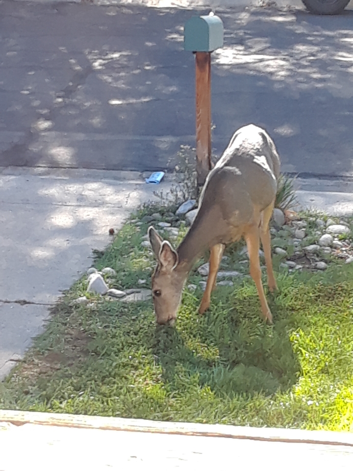 front yard deer 1118