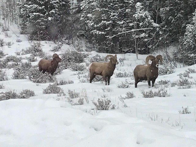 bighorns 1218