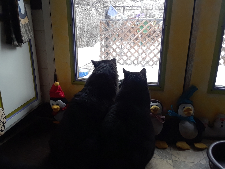 cat tv 0419