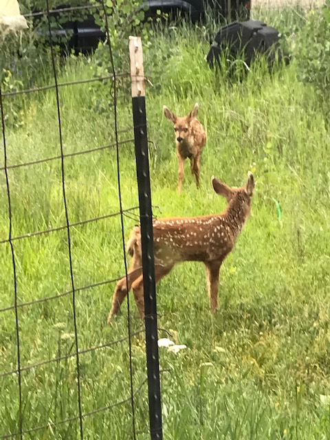 fawns 0719
