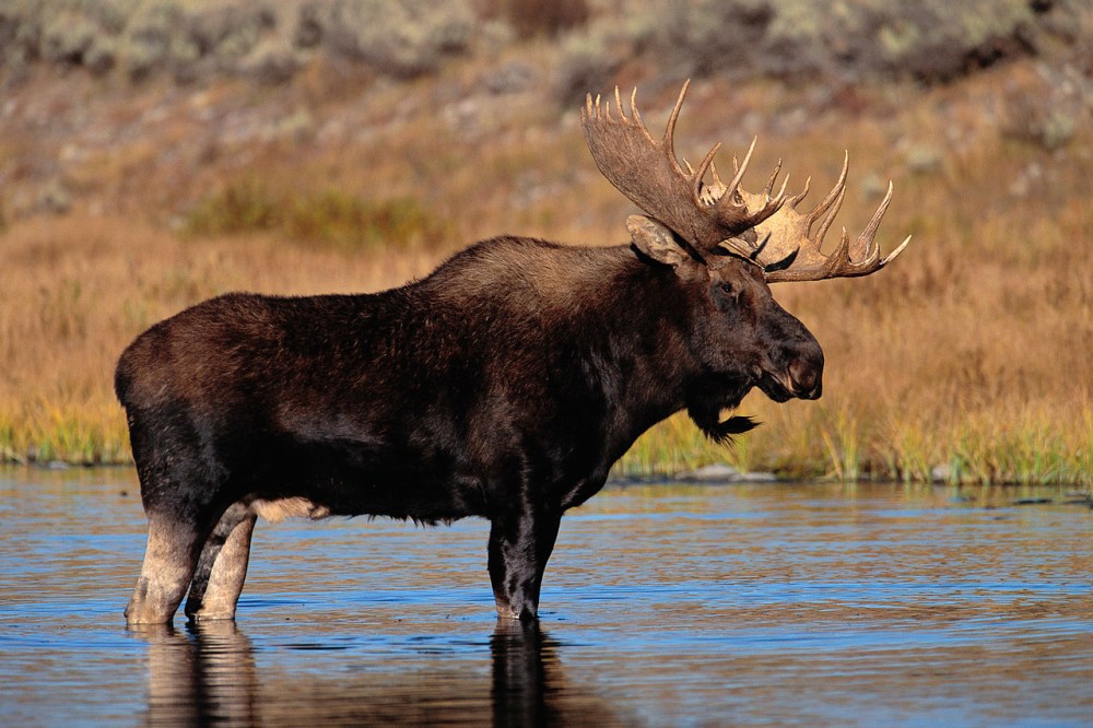 Moose Standing in Water