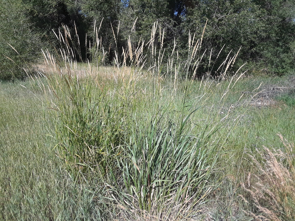 tall grass 0819