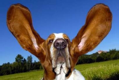 dog ears 1019