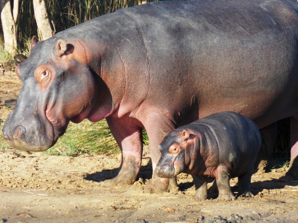 hippos 0420