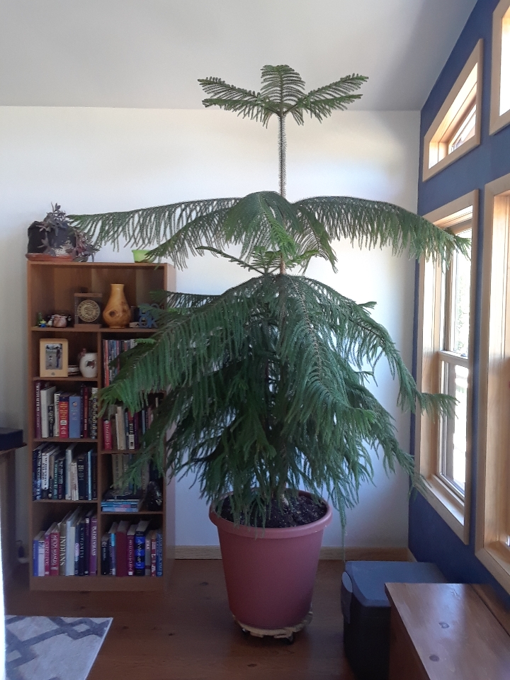 norfolk pine 0620